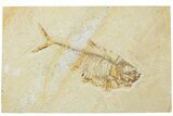 Fossil Fish (Diplomystus) - Green River Formation #224576-1